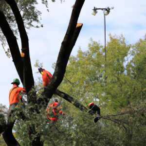 Local Tree Service Companies